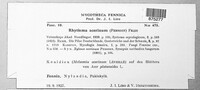 Rhytisma acerinum image